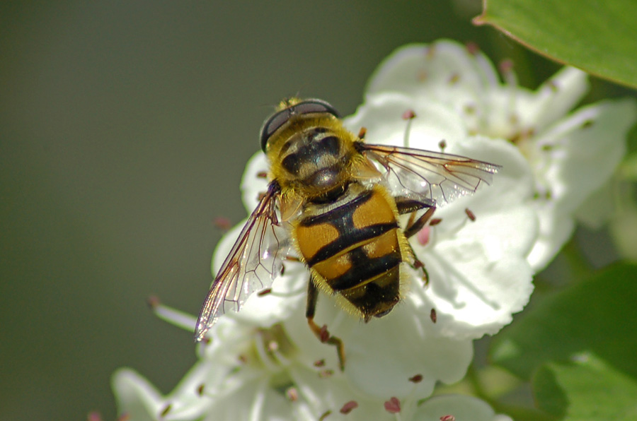 Myathropa florea